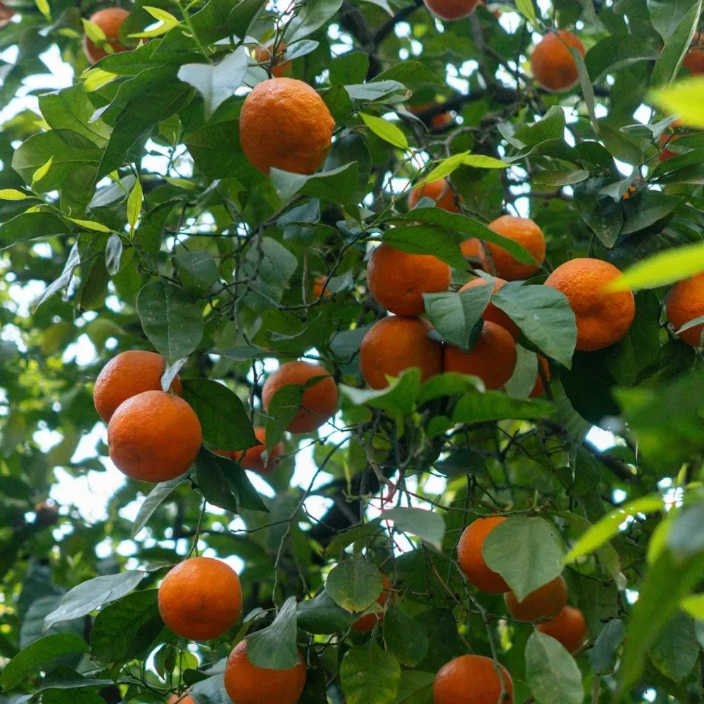 برتقال مر