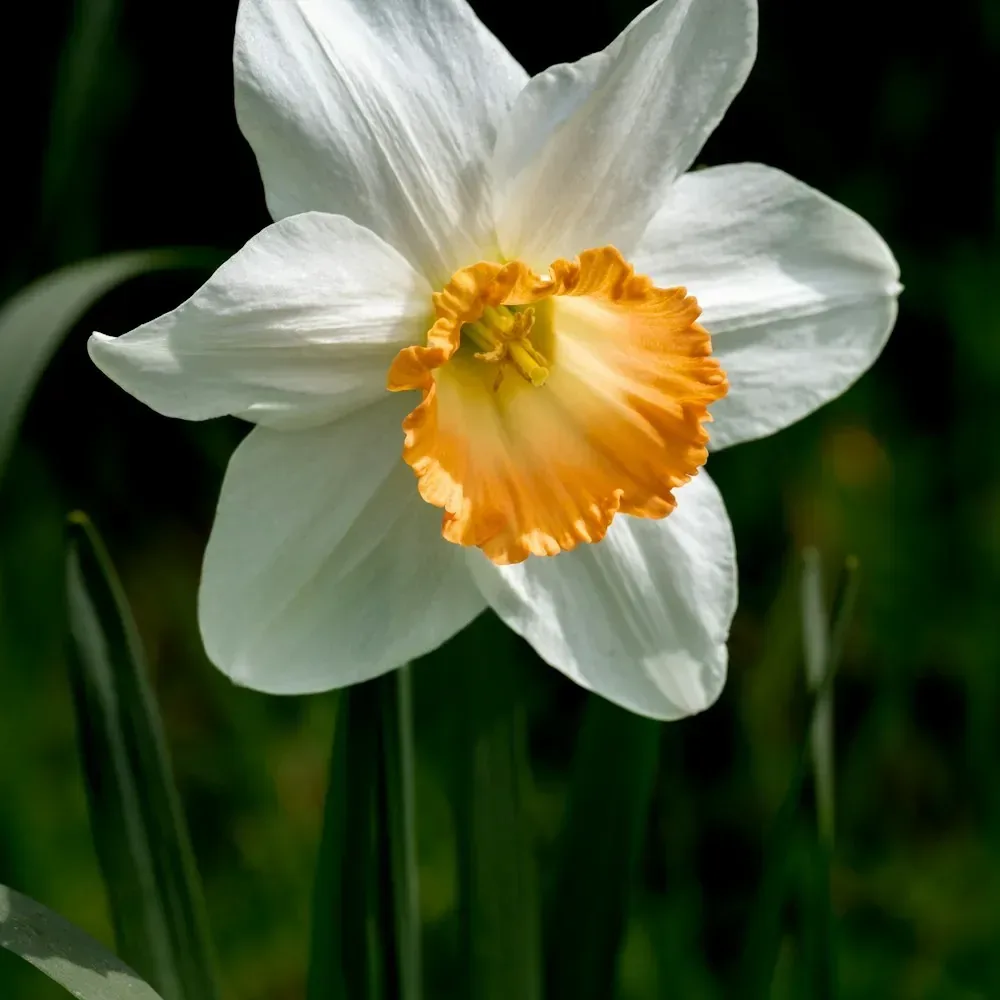 نرجس