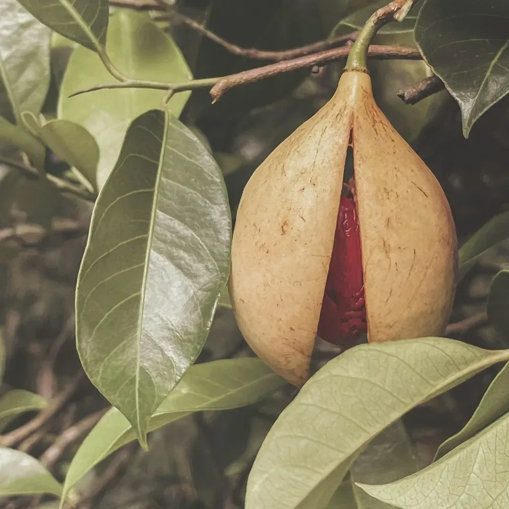 جوزة الطيب