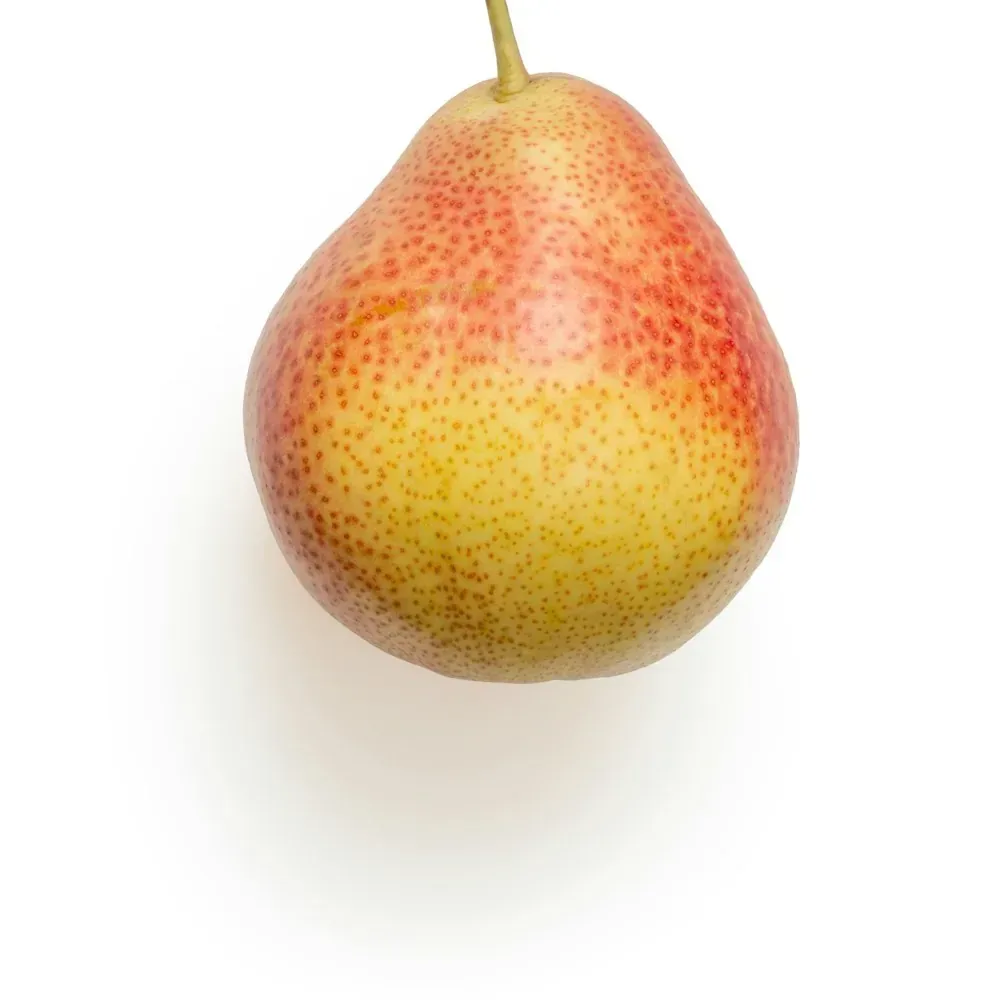 كمثرى