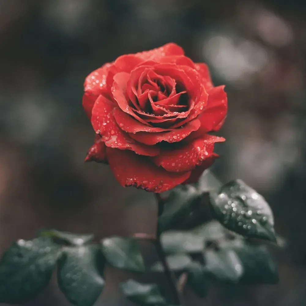 ورد